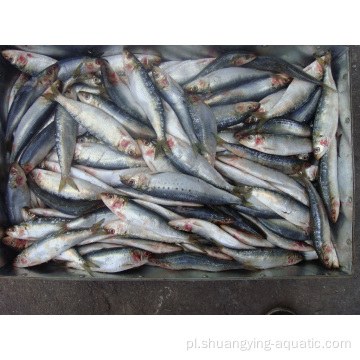 Zamarznięte świeże sardynki Pacyficzne ryby przez torebkę światła